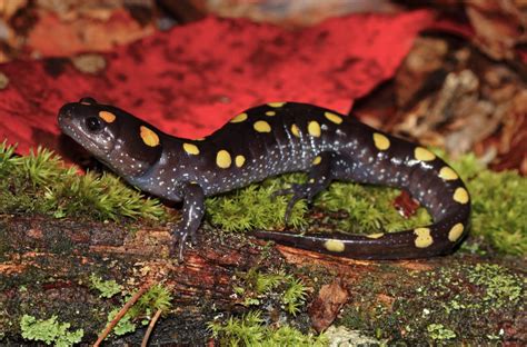 black and yellow spotted lizard|30 Black And Yellow Spotted Lizard .